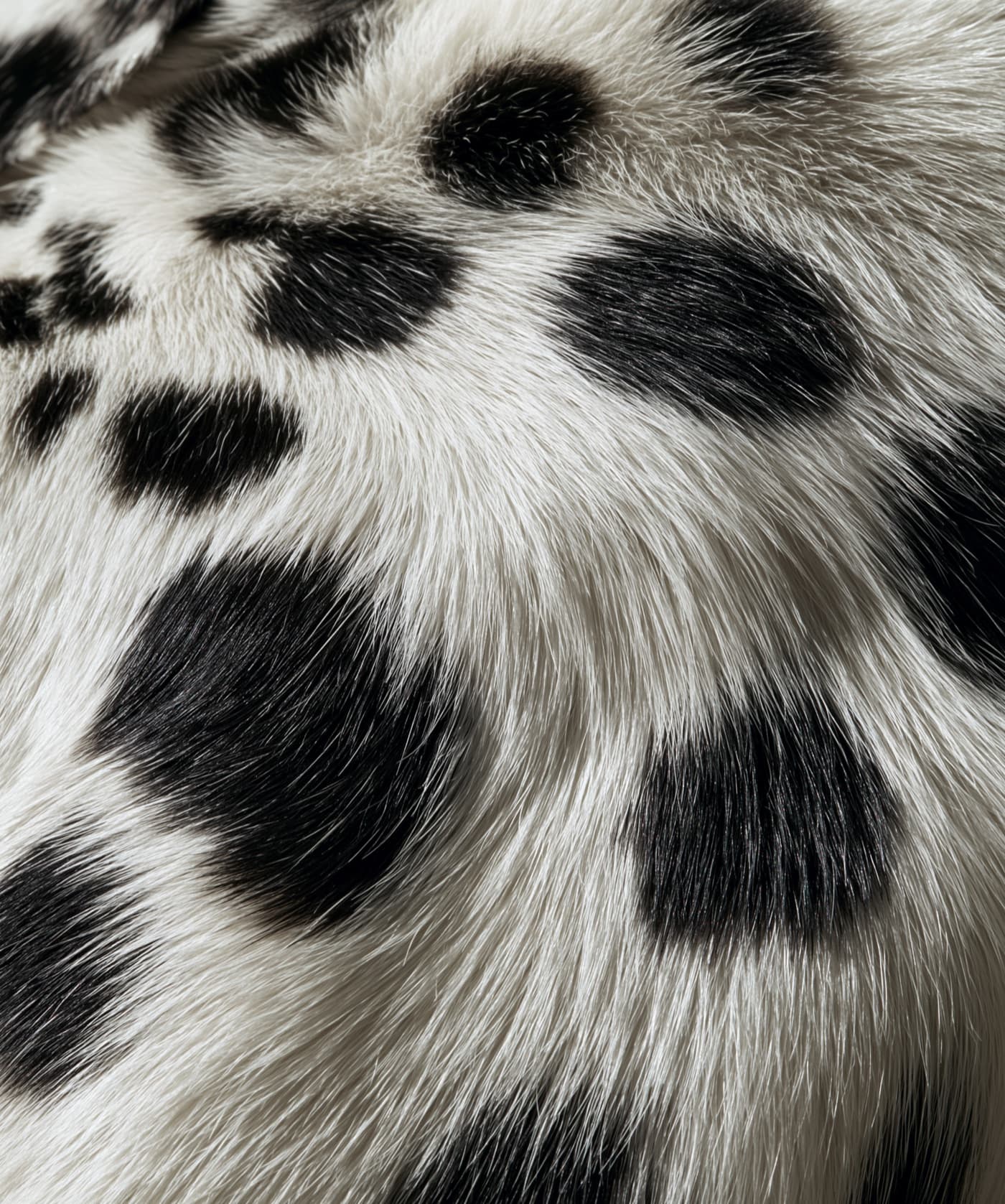 Animalier — visuel IA Studio Dagafine